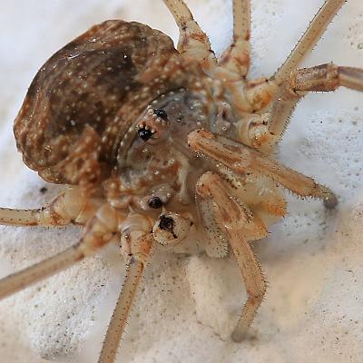 Weberknecht : Insekt