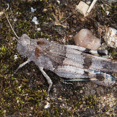 Blauflügelige Ödlandschrecke