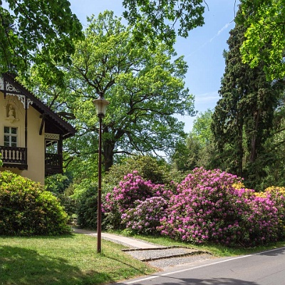 WEB  MG 2681 : Rhododendronpark Kromlau