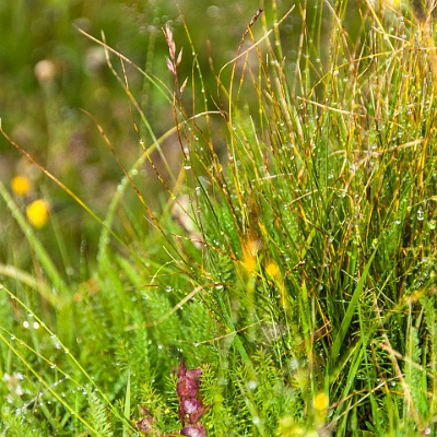 Tau auf den Sumpfwiesen