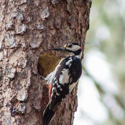 Buntspecht vor seiner Bruthöhle : Specht, Buntspecht, Vogel