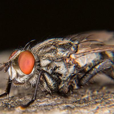 Graue Fleischfliege : Fliege, Insekt