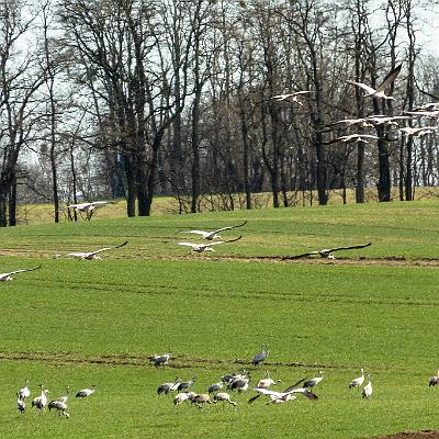 Kraniche im Frühjahr : Kranich, Vogel