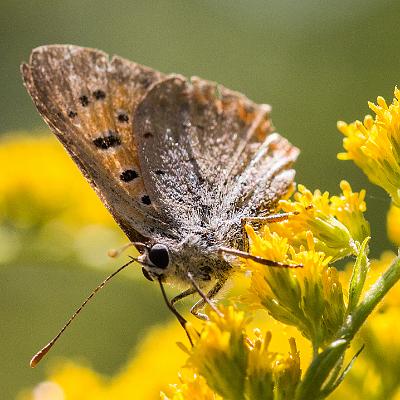 ein Augenfalter : Schmetterling, Insekt