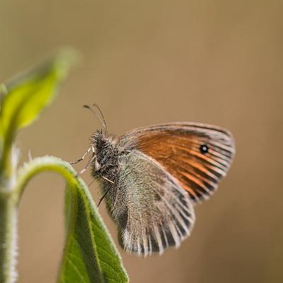 Kleines Wiesenvögelchen : Insekt, Schmetterling