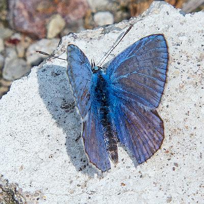 Himmelblauer Bläuling : Insekt, Schmetterling