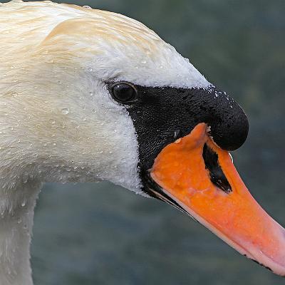 ein Schwan : Schwan, Vogel