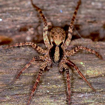 eine Jagdspinne : Insekt, Spinne