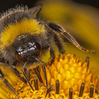 eine Hummel : Insekt, Hummel