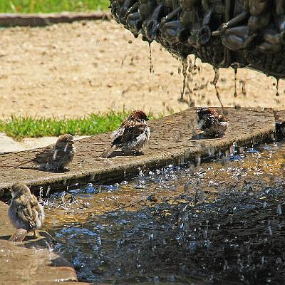 Spatzen beim Baden : Vogel, Spatz, Springbrunnen