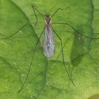 Hautflügler : Mücke, Insekt