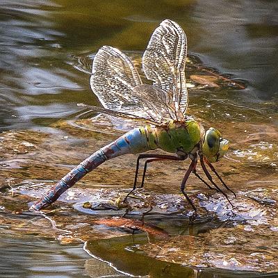 Grosse Königslibelle : Insekt