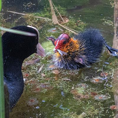 Blesshuhn mit Küken