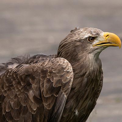 Seeadler