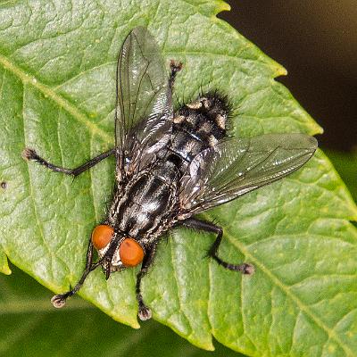 Fleischfliege